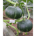 HPU08 Zemei round deep green F1 hybrid pumpkin seeds prices